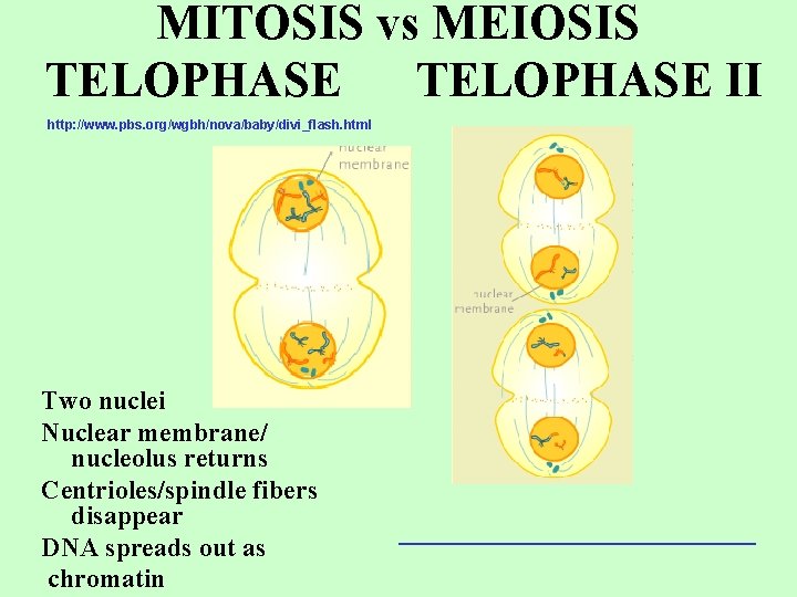 MITOSIS vs MEIOSIS TELOPHASE II http: //www. pbs. org/wgbh/nova/baby/divi_flash. html Two nuclei Nuclear membrane/