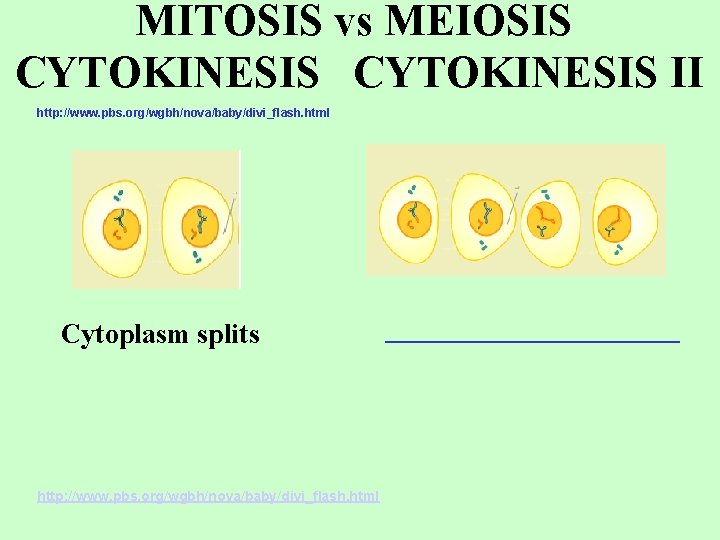 MITOSIS vs MEIOSIS CYTOKINESIS II http: //www. pbs. org/wgbh/nova/baby/divi_flash. html Cytoplasm splits http: //www.