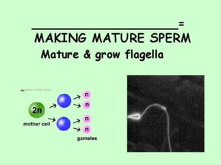 __________= MAKING MATURE SPERM Mature & grow flagella 