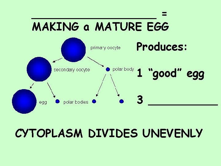 _________ = MAKING a MATURE EGG Produces: 1 “good” egg 3 _____ CYTOPLASM DIVIDES