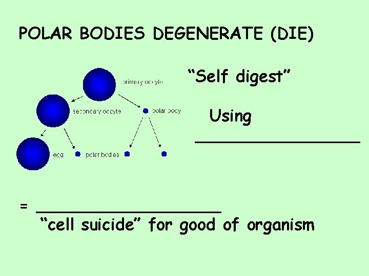 POLAR BODIES DEGENERATE (DIE) “Self digest” Using ________ = _________ “cell suicide” for good