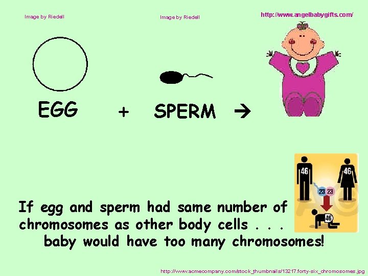 Image by Riedell EGG Image by Riedell + http: //www. angelbabygifts. com/ SPERM If