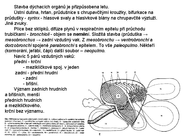 Stavba dýchacích orgánů je přizpůsobena letu. Ústní dutina, hrtan, průdušnice s chrupavčitými kroužky, bifurkace