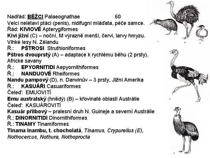 Nadřád: BĚŽCI Palaeognathae 60 Velcí nelétaví ptáci (penis), nidifugní mláďata, péče samce. Řád: KIVIOVÉ