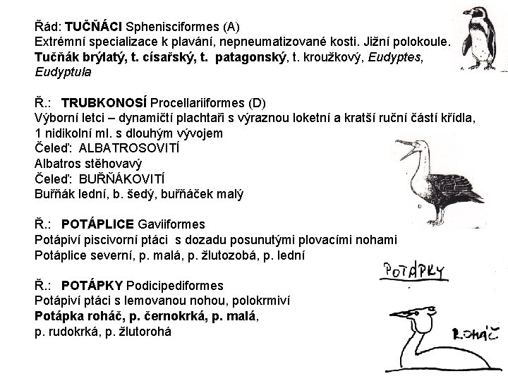 Řád: TUČŇÁCI Sphenisciformes (A) Extrémní specializace k plavání, nepneumatizované kosti. Jižní polokoule. Tučňák brýlatý,