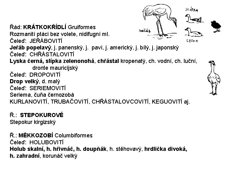 Řád: KRÁTKOKŘÍDLÍ Gruiformes Rozmanití ptáci bez volete, nidifugní ml. Čeleď: JEŘÁBOVITÍ Jeřáb popelavý, j.