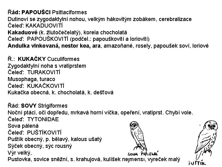Řád: PAPOUŠCI Psittaciformes Dutinoví se zygodaktylní nohou, velkým hákovitým zobákem, cerebralizace Čeleď: KAKADUOVITÍ Kakaduové