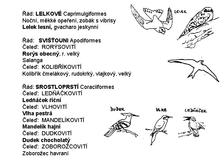 Řád: LELKOVÉ Caprimulgiformes Noční, měkké opeření, zobák s vibrisy Lelek lesní, gvacharo jeskynní Řád: