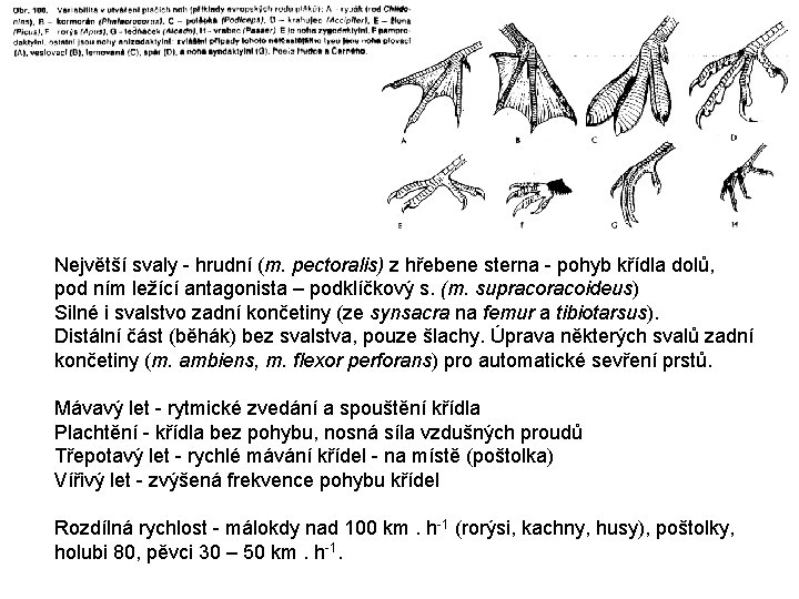 Největší svaly - hrudní (m. pectoralis) z hřebene sterna - pohyb křídla dolů, pod