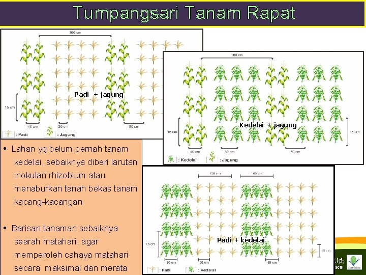 Tumpangsari Tanam Rapat Padi + jagung Kedelai + jagung • Lahan yg belum pernah