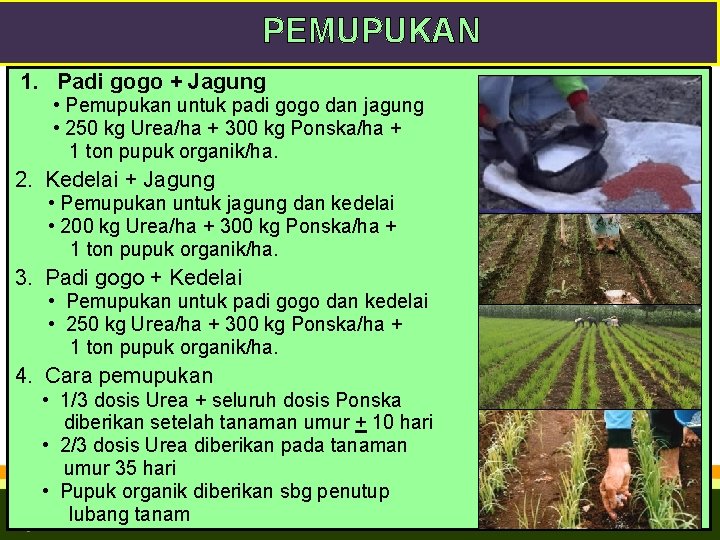 PEMUPUKAN 1. Padi gogo + Jagung • Pemupukan untuk padi gogo dan jagung •