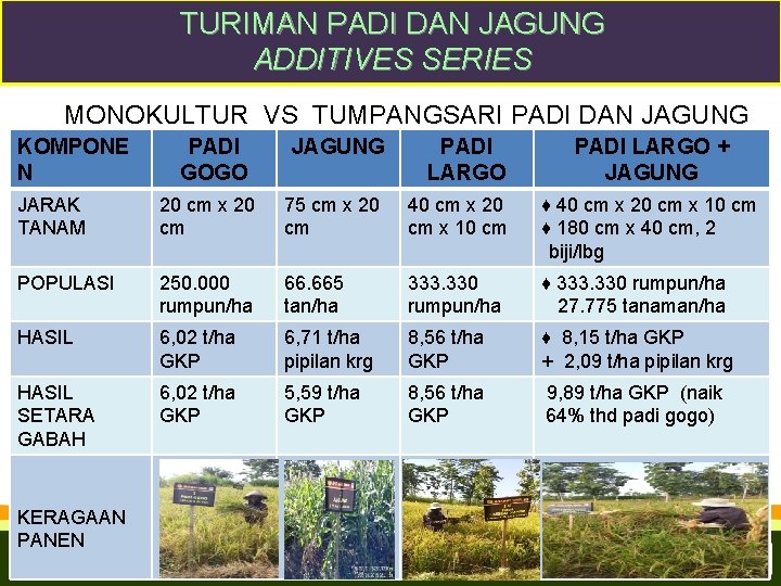 TURIMAN PADI DAN JAGUNG ADDITIVES SERIES MONOKULTUR VS TUMPANGSARI PADI DAN JAGUNG KOMPONE N TURIMAN PADI DAN JAGUNG ADDITIVES SERIES MONOKULTUR VS TUMPANGSARI PADI DAN JAGUNG KOMPONE N