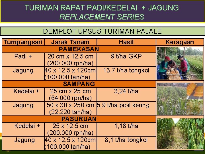 TURIMAN RAPAT PADI/KEDELAI + JAGUNG REPLACEMENT SERIES DEMPLOT UPSUS TURIMAN PAJALE Tumpangsari Jarak Tanam