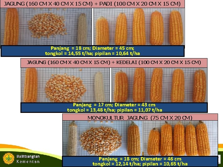 JAGUNG (160 CM X 40 CM X 15 CM) + PADI (100 CM X