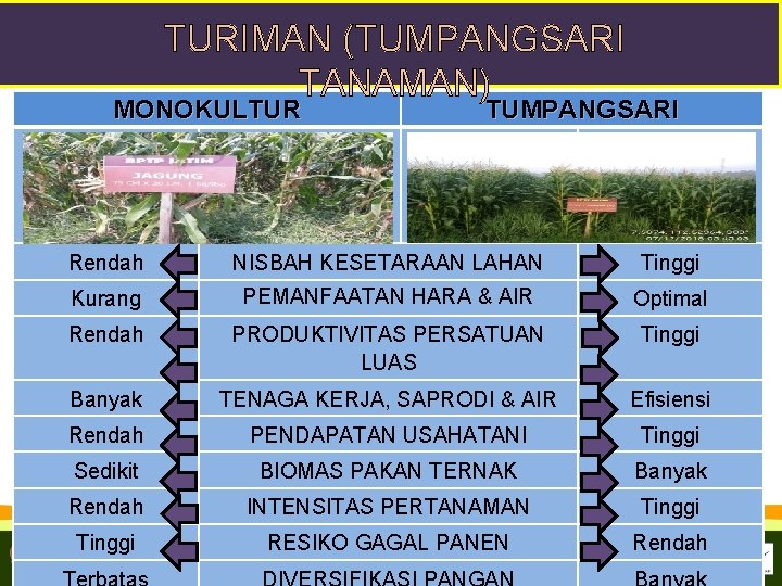 TURIMAN (TUMPANGSARI TANAMAN) MONOKULTUR TUMPANGSARI Rendah NISBAH KESETARAAN LAHAN Tinggi Kurang PEMANFAATAN HARA &