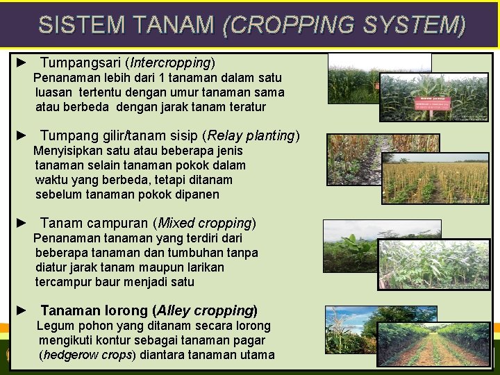 SISTEM TANAM (CROPPING SYSTEM) ► Tumpangsari (Intercropping) Penanaman lebih dari 1 tanaman dalam satu