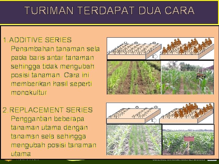 TURIMAN TERDAPAT DUA CARA 1. ADDITIVE SERIES Penambahan tanaman sela pada baris antar tanaman