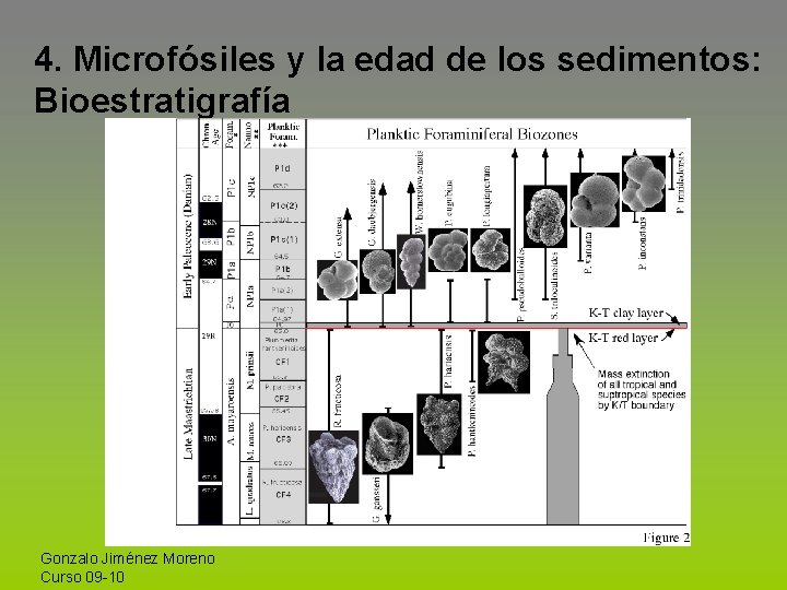 4. Microfósiles y la edad de los sedimentos: Bioestratigrafía Gonzalo Jiménez Moreno Curso 09