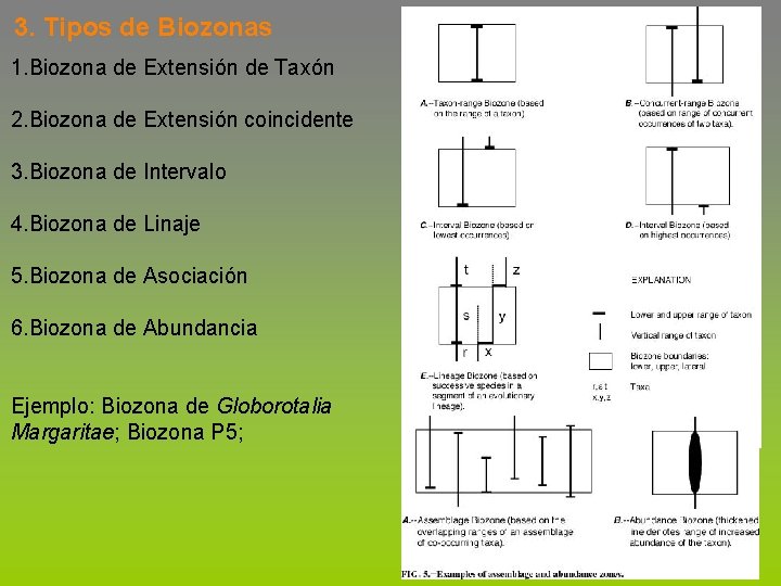 3. Tipos de Biozonas 1. Biozona de Extensión de Taxón 2. Biozona de Extensión