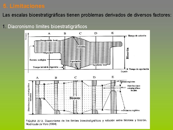 5. Limitaciones Las escalas bioestratigráficas tienen problemas derivados de diversos factores: 1. Diacronismo límites