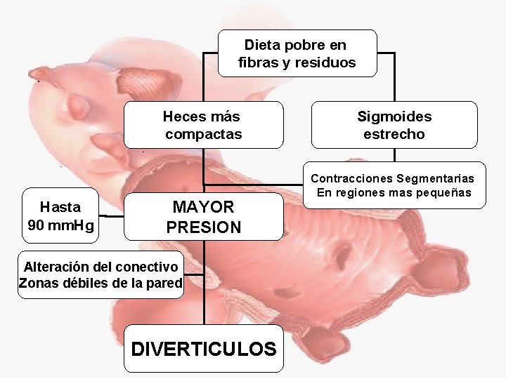 Dieta pobre en fibras y residuos Heces más compactas Hasta 90 mm. Hg MAYOR