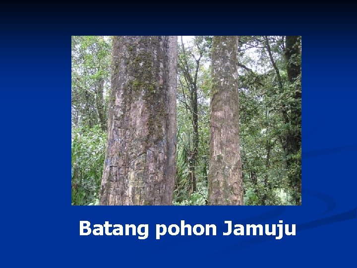 Batang pohon Jamuju 