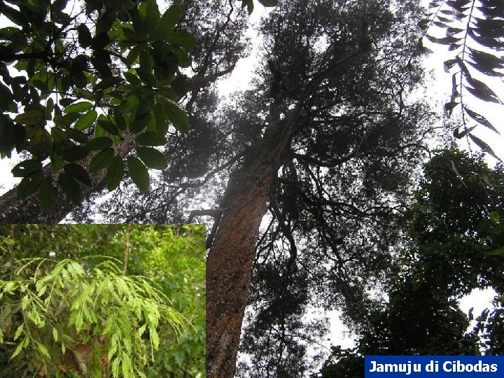 Jamuju di Cibodas 
