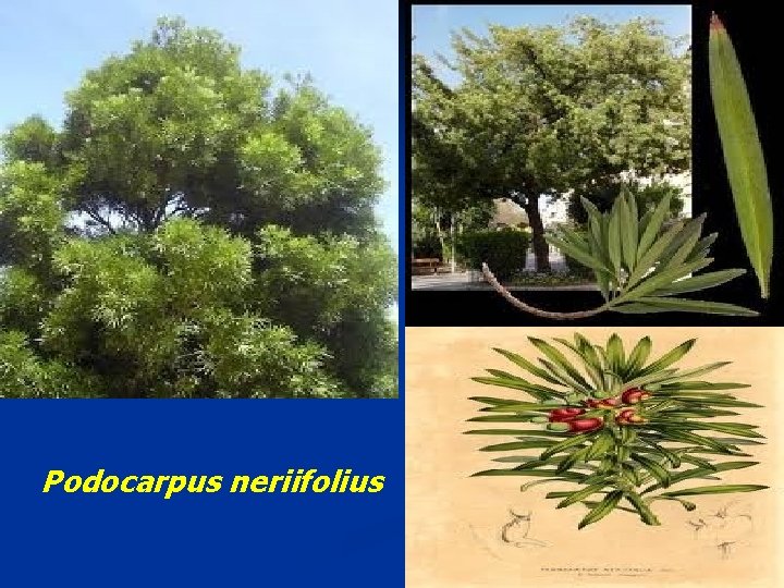 Podocarpus neriifolius 