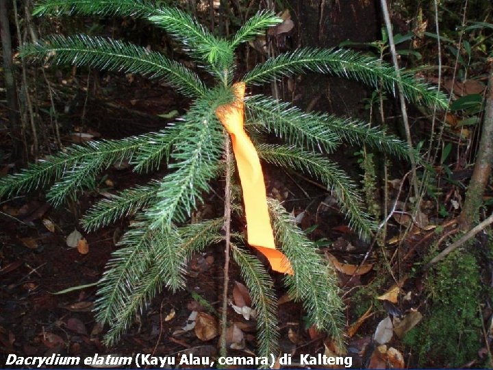 Dacrydium elatum (Kayu Alau, cemara) di Kalteng 