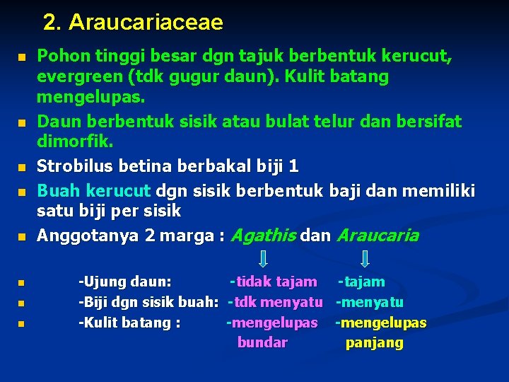 2. Araucariaceae n n n n Pohon tinggi besar dgn tajuk berbentuk kerucut, evergreen