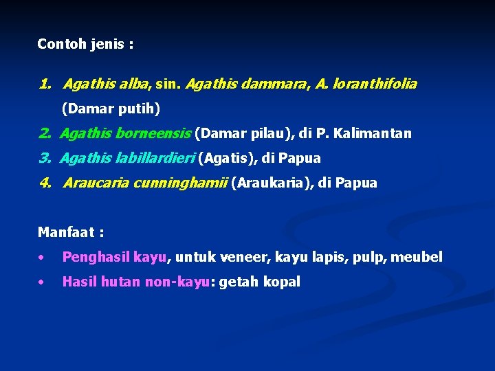 Contoh jenis : 1. Agathis alba, sin. Agathis dammara, A. loranthifolia (Damar putih) 2.