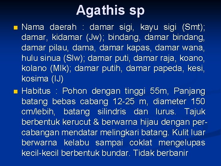 Agathis sp n n Nama daerah : damar sigi, kayu sigi (Smt); damar, kidamar