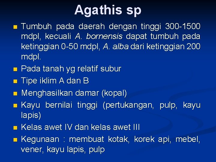 Agathis sp n n n n Tumbuh pada daerah dengan tinggi 300 -1500 mdpl,