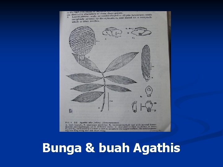 Bunga & buah Agathis 