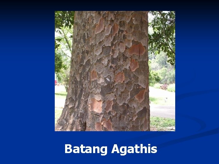 Batang Agathis 