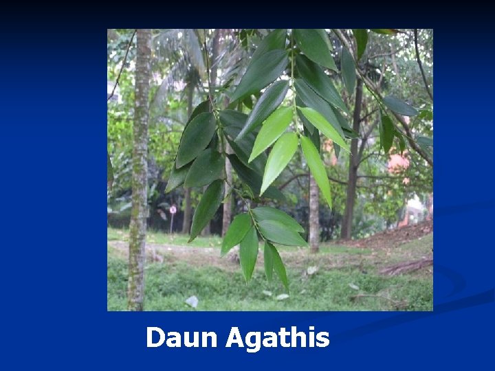 Daun Agathis 