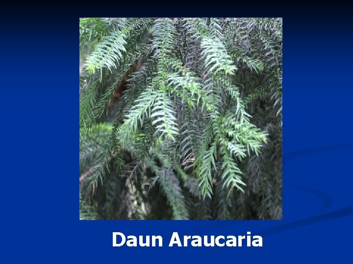 Daun Araucaria 