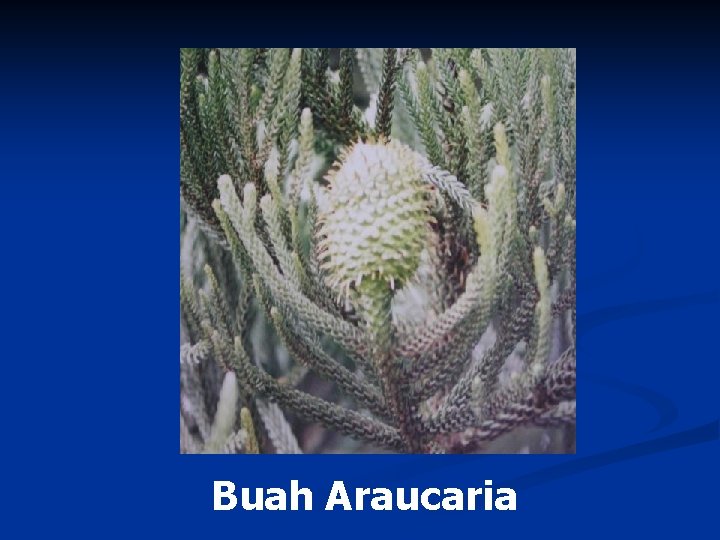 Buah Araucaria 