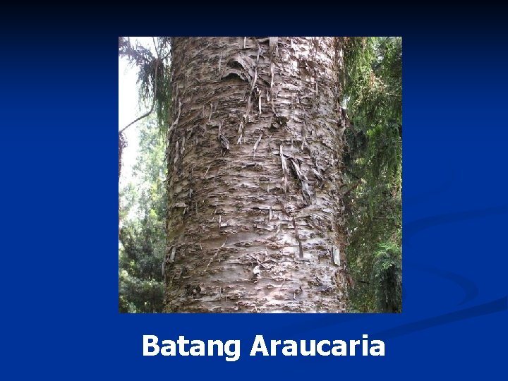 Batang Araucaria 