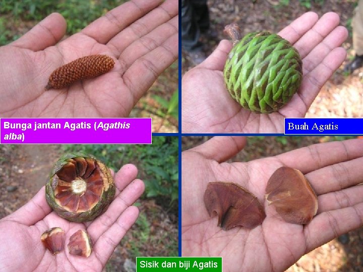 Bunga jantan Agatis (Agathis alba) Buah Agatis Sisik dan biji Agatis 