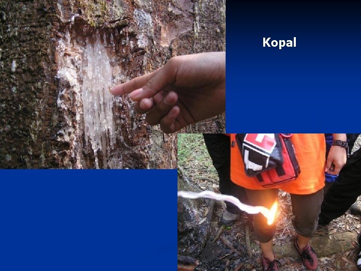 Kopal 
