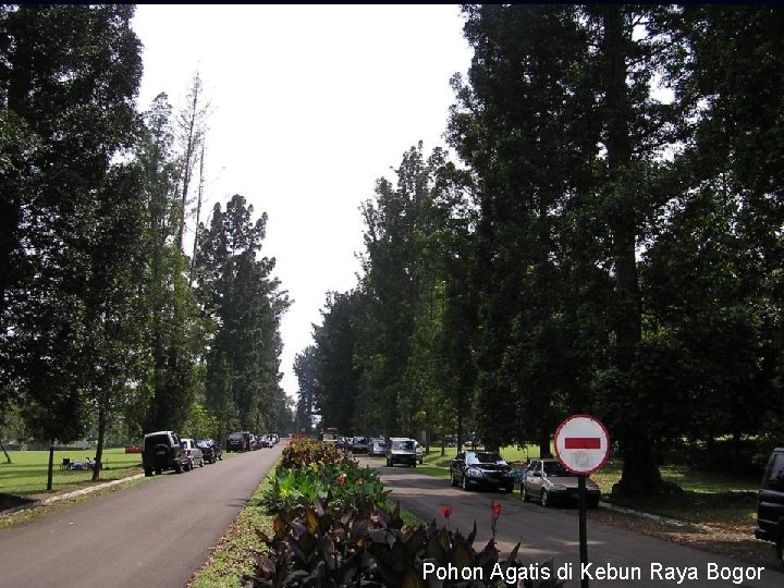 Pohon Agatis di Kebun Raya Bogor 