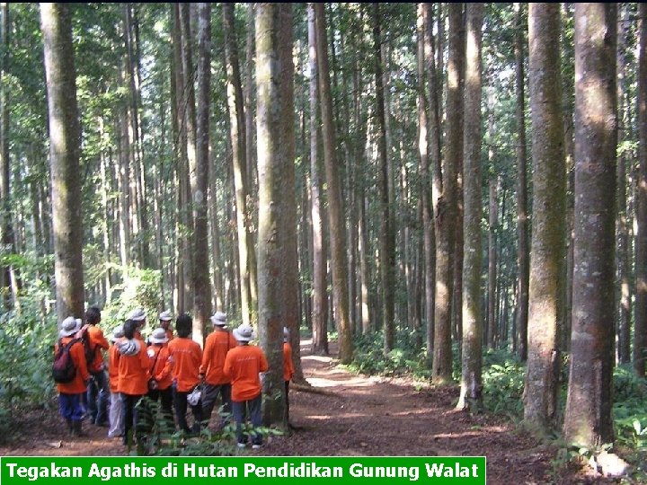 Tegakan Agathis di Hutan Pendidikan Gunung Walat 