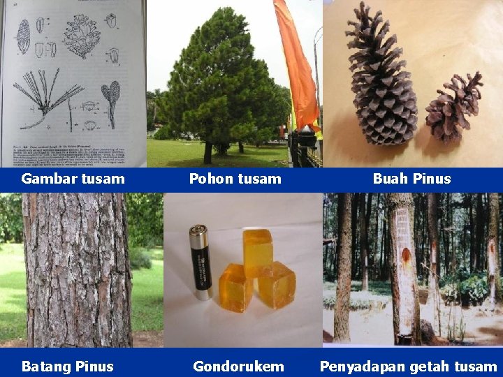 Gambar tusam Pohon tusam Buah Pinus Batang Pinus Gondorukem Penyadapan getah tusam 