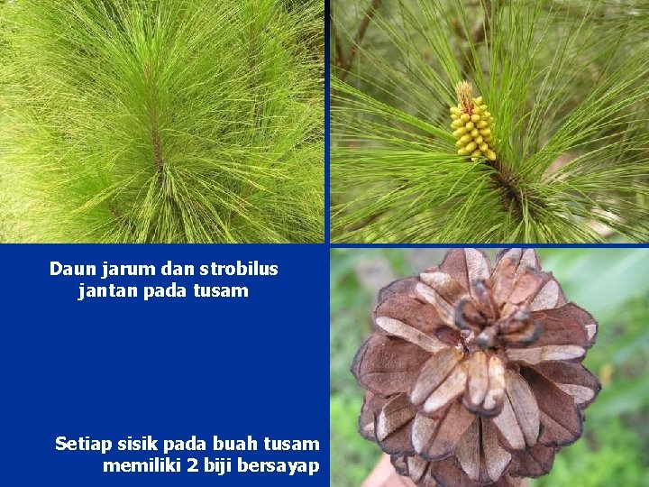 Daun jarum dan strobilus jantan pada tusam Setiap sisik pada buah tusam memiliki 2