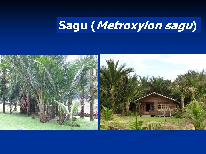 Sagu (Metroxylon sagu) 