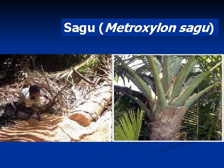 Sagu (Metroxylon sagu) 