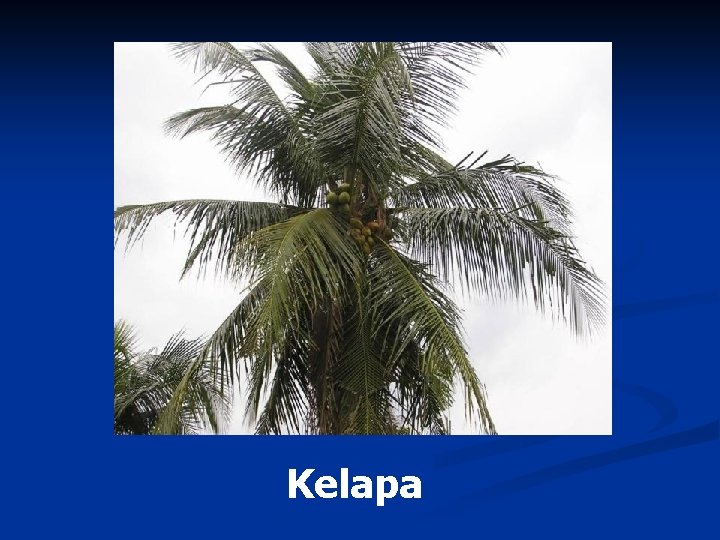 Kelapa 