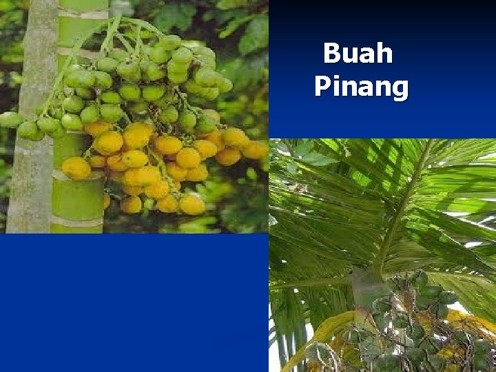 Buah Pinang 