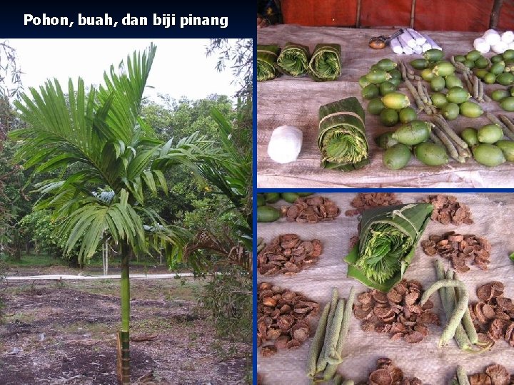 Pohon, buah, dan biji pinang 